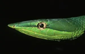 Fulgidus: Green Vine Snake