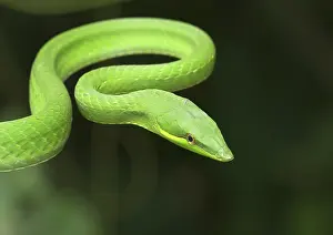 Fulgidus: Green Vine Snake