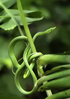 Fulgidus: Green Vine Snake