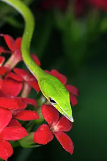 Nasuta: Green Vine Snake (Ahaetulla nasuta). Vietnam