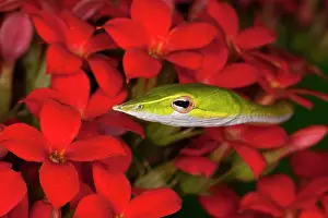 Nasuta: Green Vine Snake (Ahaetulla nasuta). Vietnam