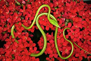 Nasuta: Green Vine Snake (Ahaetulla nasuta). Vietnam