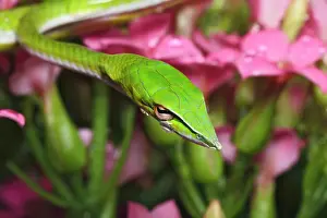 Nasuta: Green Vine Snake (Ahaetulla nasuta). Vietnam