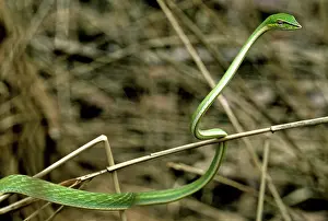 Nasuta: Green Vine Snake, Cambodia