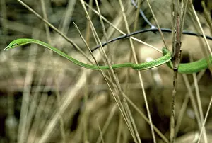 Nasuta: Green Vine Snake, Cambodia