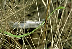 Nasuta: Green Vine Snake, Cambodia