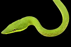 Backgrounds: Green Vinesnake (Oxybelis fulgidus), on black background