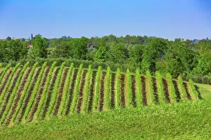 Wine: Green vineyards in Chianti region in province of