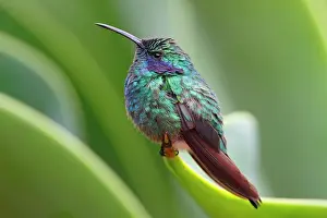 Violetear: Green Violet-ear (Colibri thalassinus) adult male