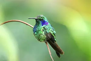Colibri: Green Violet-ear Hummingbird