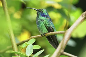 Colibri: Green Violet-ear Hummingbird