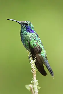 Colibri: Green Violet-ear Hummingbird