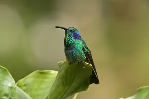 Colibri: Green Violet-ear Hummingbird
