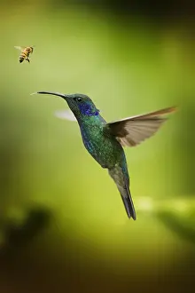 Antennata: Green Violet-ear Hummingbird (Colibri thalassinus)
