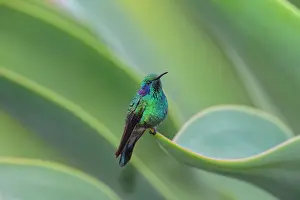 Violetear: The Green Violet-ear Hummingbird Colibri thalassinus i