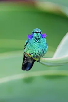 Violetear: The Green Violet-ear Hummingbird Colibri thalassinus i