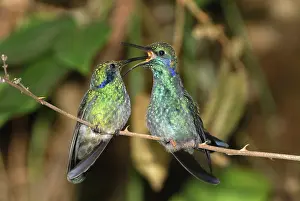 Colibri: Green Violet-ear Hummingbird - feeds juvenile
