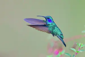 Colibri: Green Violet Ear Hummingbird - male in flight Colibri thalas