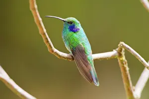 Dota: Green Violetear