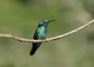 Violetear: Green Violetear