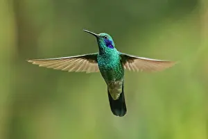 Violetear: Green Violetear, flying, Chicaque Natural Park, Colombia