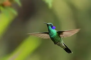 Violetear: Green Violetear, flying, Chicaque Natural Park, Colombia