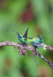 Violetear: Green Violetear Hummingbird