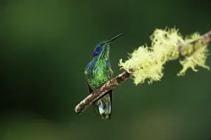 Humming: Green Violetear Hummingbird