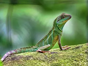 Dragon: Green water dragon (Physignathus cocincinus), captive