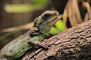 Alertness: Green water dragon (Physignathus cocincinus)