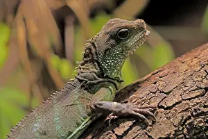 Alertness: Green water dragon (Physignathus cocincinus)
