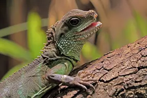Alertness: Green water dragon (Physignathus cocincinus)