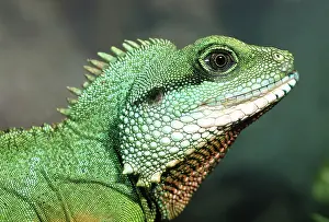 Dragon: Green water dragon (Physignathus cocincinus) Portrait