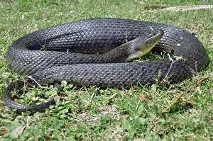 Watersnake: Green Water Snake