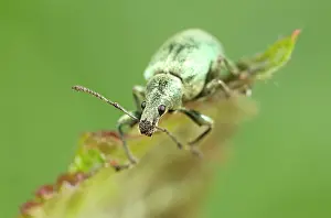 Phyllobius: Green Weevil