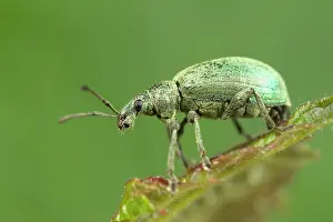 Phyllobius: Green Weevil