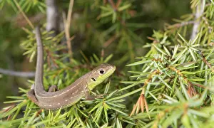 Lizards: Green western lizard (Lacerta bilineata) sunning on juniper bush, Piedmont, Italy