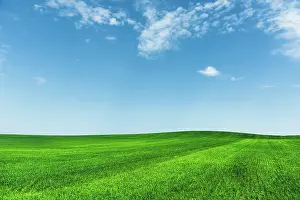 Wheat: A green wheat field against a blue sky with clouds