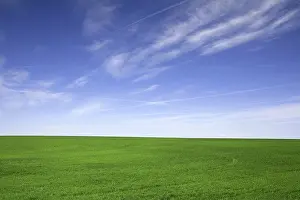 Staple: Green Wheat Fields