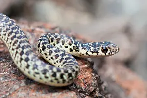 Viridiflavus: Green Whip Snake
