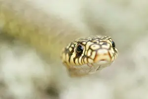 Viridiflavus: Green Whip Snake