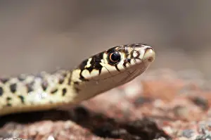 Viridiflavus: Green Whip Snake close-up