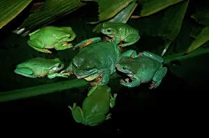 Staff: Green / WhiteIs treefrog - group 'holding a staff