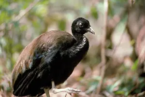 Trumpeter: Green-winged / Dark-winged Trumpeter Bird