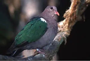 Emerald: GREEN WINGED / EMERALD DOVE - perched on branch