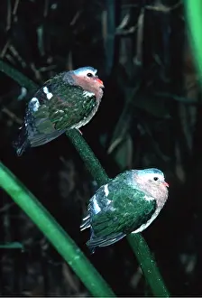 Emerald: GREEN WINGED / EMERALD DOVE - x two perched on stem