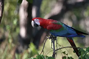 Sink: Green-Winged Macaw