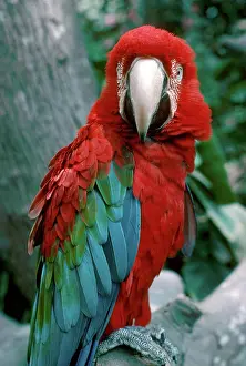 Chloroptera: Green-Winged Macaw