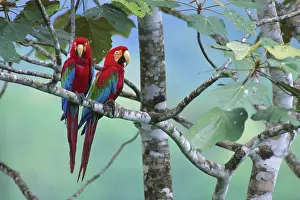 Tambopata: Green-Winged Macaw