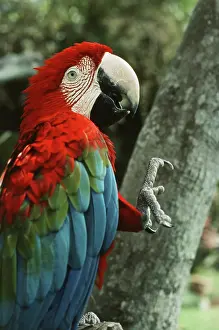Chloropterus: Green-winged Macaw